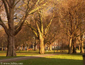 Hibla: December 31 3:50 PM the Capricorn Sun  sets on London Fields  Click to Enlarge Picture