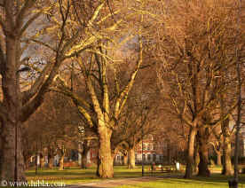  Hibla: December 31 3:50 PM the Capricorn Sun  sets on London Fields  Click to Enlarge Picture